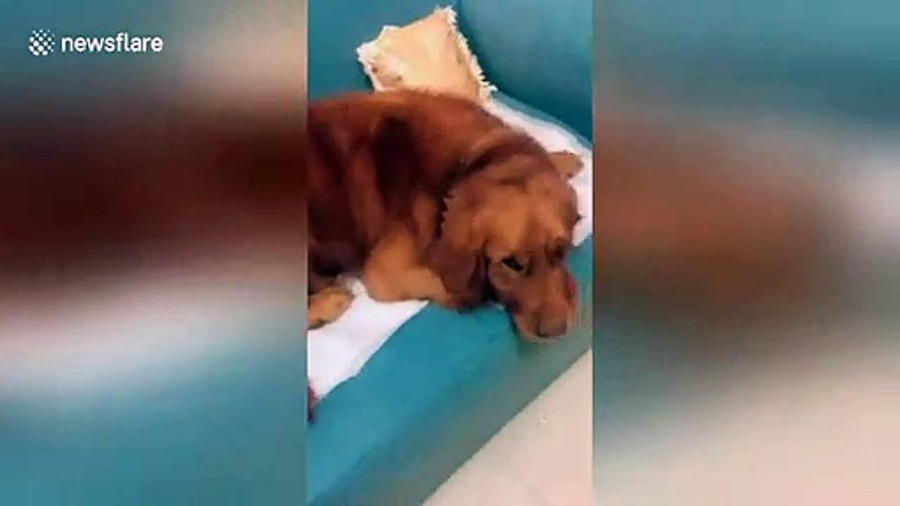 Owner finds 'missing kitten' under golden retriever's big ear