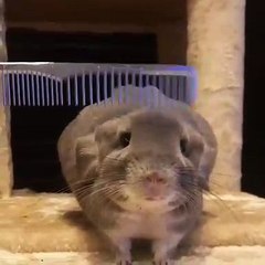 Quand un hamster se fait brosser les poils. Hilarant !
