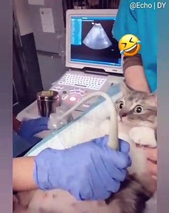 La réaction de cette chatte vous fera mourir de rire !