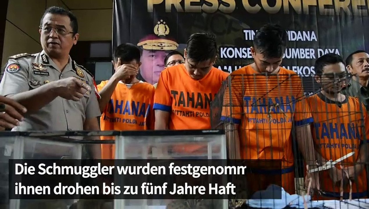 Indonesien greift gegen den Schmuggel mit Wildtieren durch