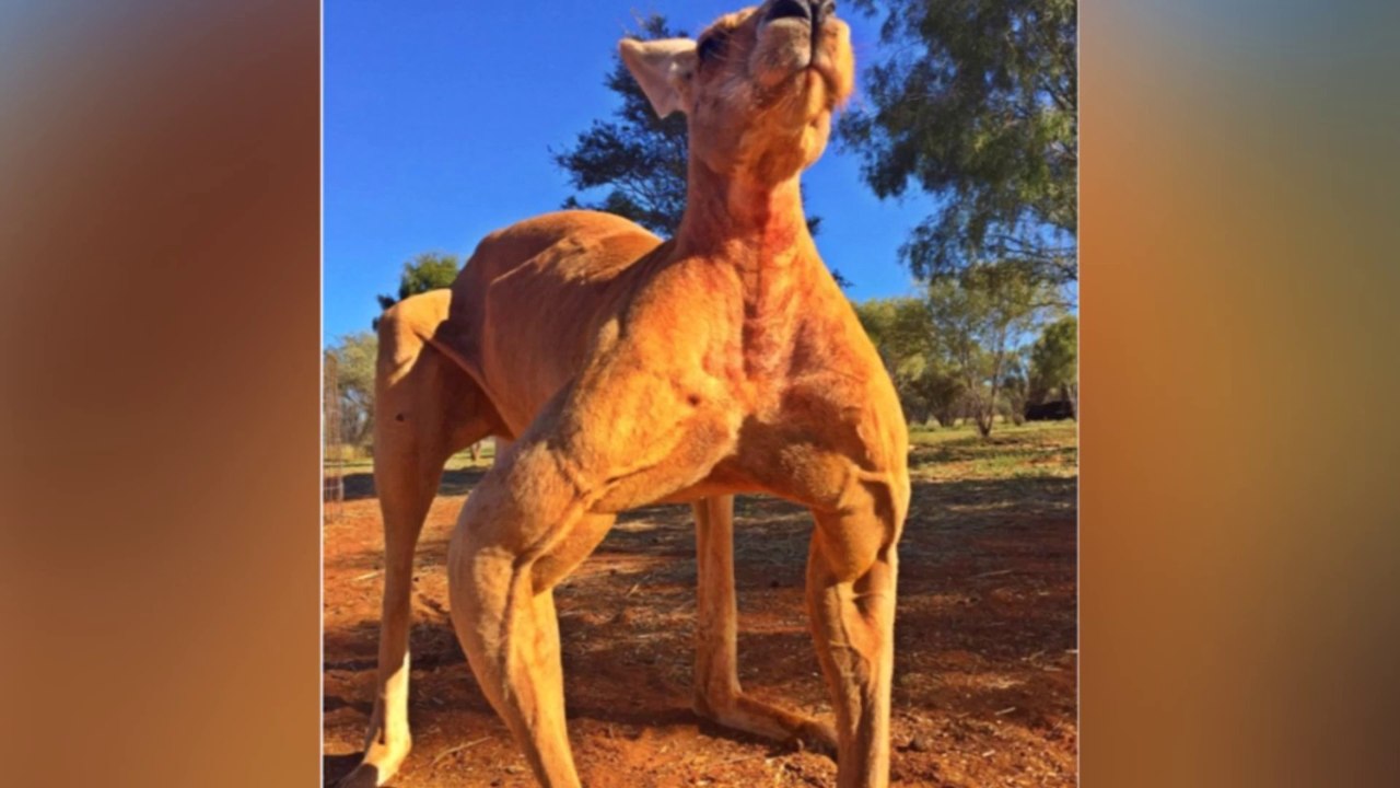 Das ist das stärkste Känguru der Welt - Es kann Metalleimer mit bloßen Händen zerdrücken!