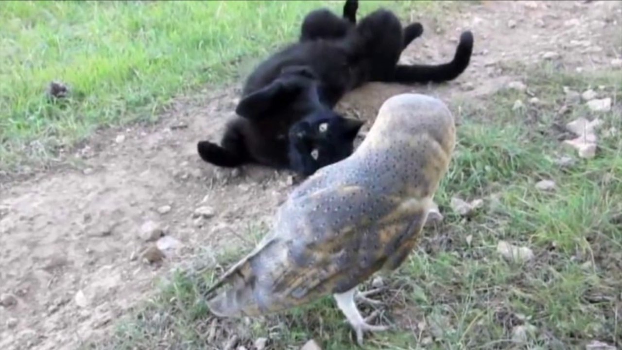 Eule schließt ungewöhnliche Freundschaft mit einer Katze – Wissenschaftler sind verblüfft!