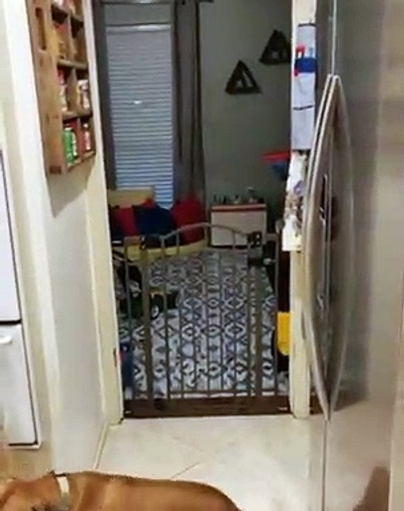 Ce chien a un drôle de talent. Essayez de ne pas rire !