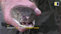 Twelve giant, deadly snakes caught inside Thai home
