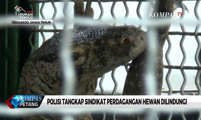 Polisi Tangkap Sindikat Perdagangan Hewan Dilindungi