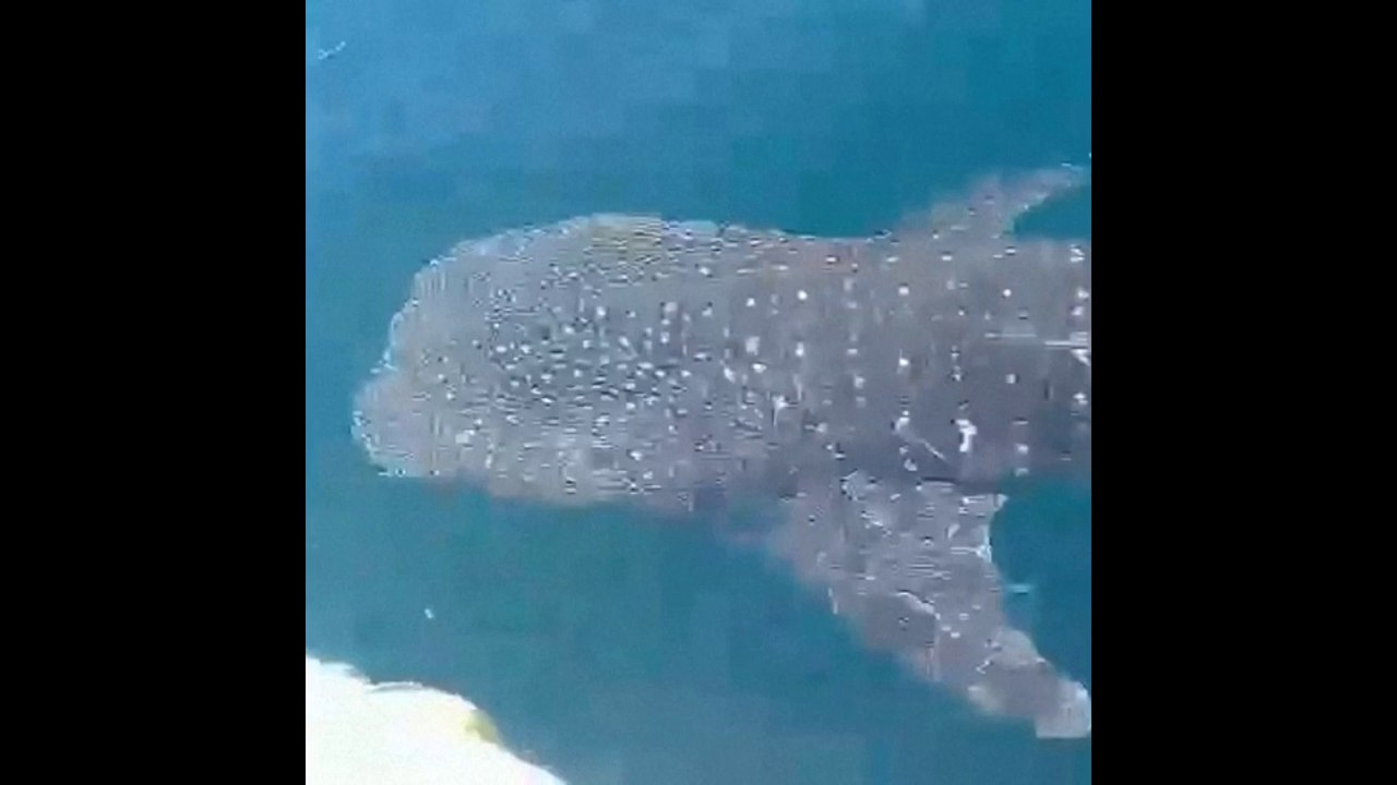 Belle surprise pour ces pêcheurs au Mexique qui ont pu caresser un requin-baleine