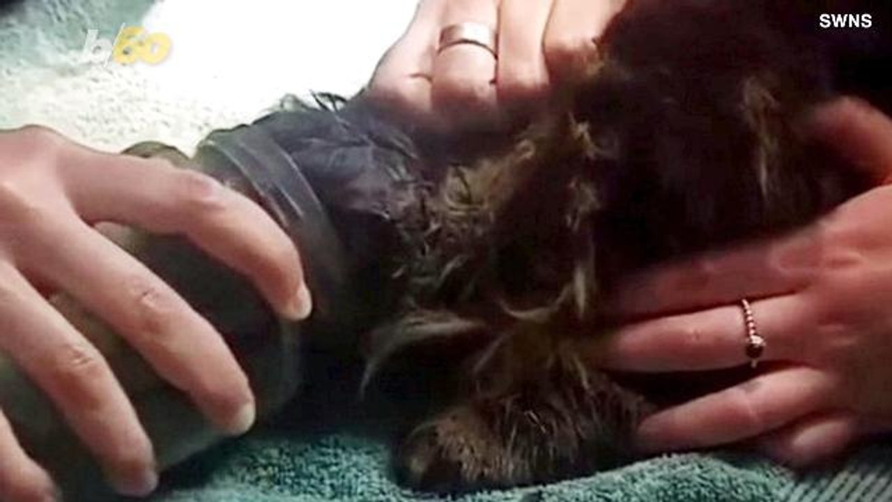 Cat Left with ‘Jarring’ Experience After Having Head Stuck in Jar for Days!