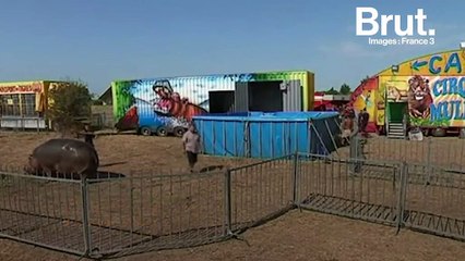 Le cirque Muller accusé de maltraitance envers son hippopotame Jumbo