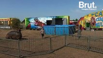 Le cirque Muller accusé de maltraitance envers son hippopotame Jumbo