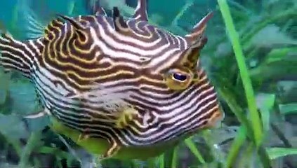 Curious Cowfish Swims by Diver