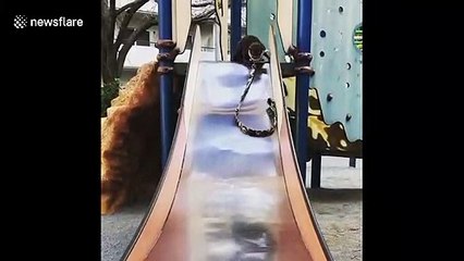 Otterly-adorable! Cuddly critter tries the slide for the first time