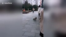 Stray dog pretends to be disabled to beg food from people