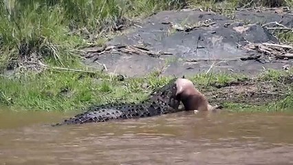 Ce crocodile ne fait qu'une bouchée d'un jeune hippopotame