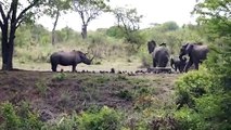 Ce rhinocéros ne veut pas laisser passer les éléphants...