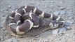 Un touriste tombe sur le combat entre un serpent à sonnette et un cobra royal... Impressionnant