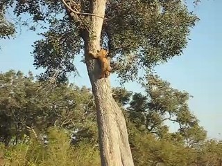 Download Video: Ce lionceau était coincé ans l'arbre et il est bien content de retrouver maman en bas