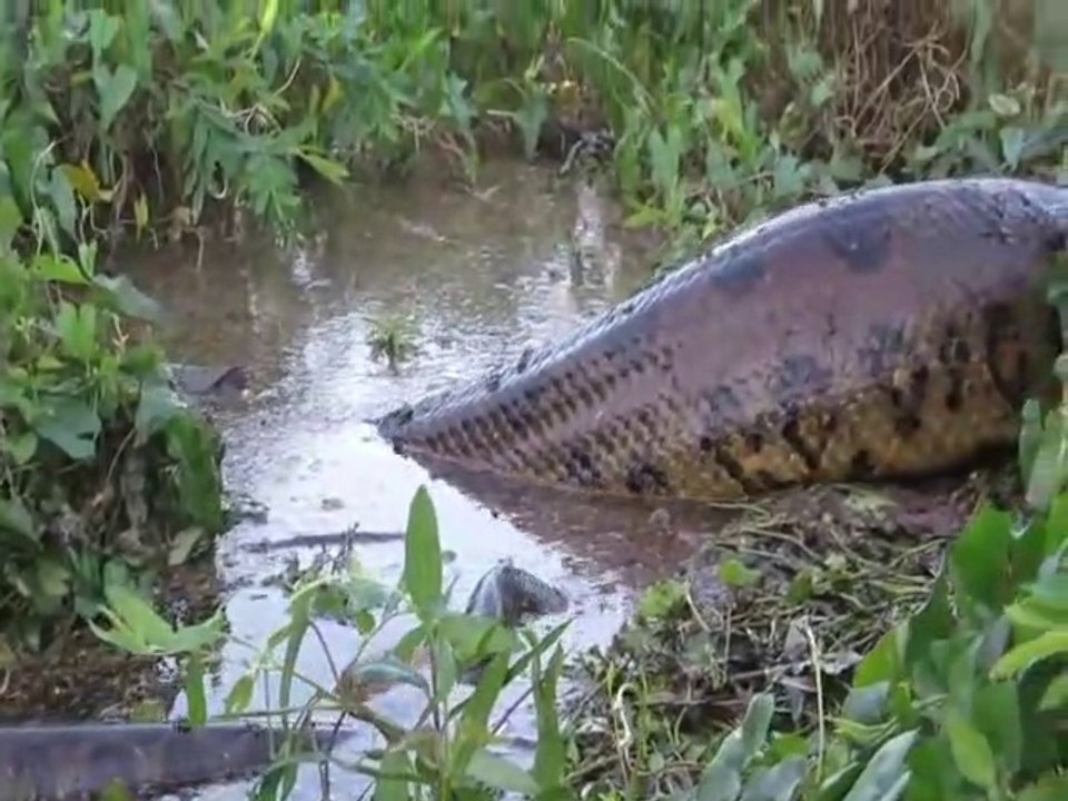 Un aventurier filme un énorme anaconda... Bête terrifiante