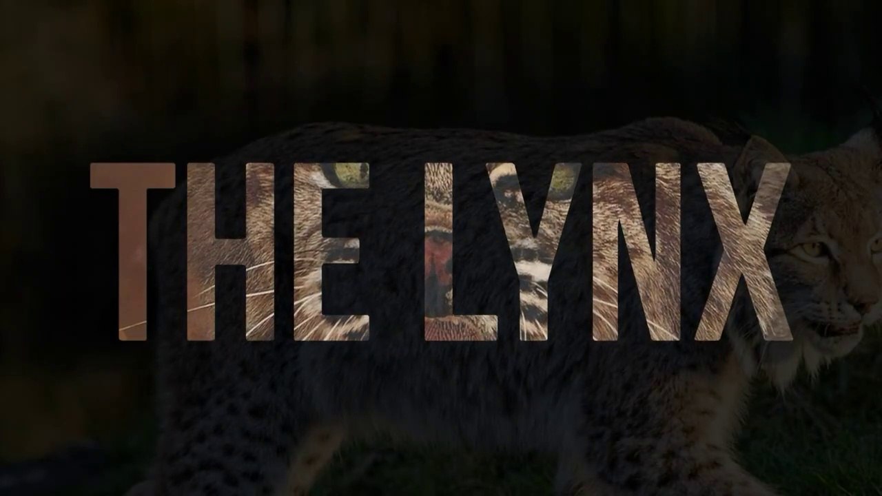 the lynx. la lince