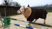 Aston, le taureau qui fait du saut d'obstacles (Meuse)