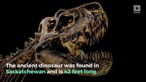Canadian Tyrannosaurus Rex Skeleton Named Biggest Ever