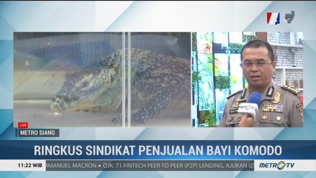 Anak Komodo Selundupan Dijual Rp500 Juta/Ekor di Luar Negeri