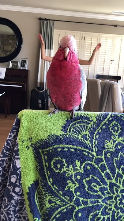 What if Birds Had Arms?