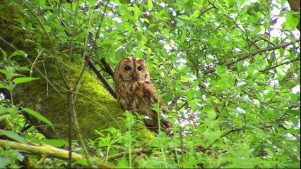 Springwatch 2018 02of12