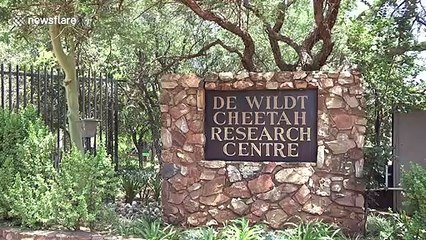 Extremely close footage of three captive male cheetahs feeding