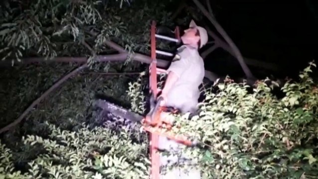 Galho atinge rede elétrica e Copel e Bombeiros são chamados