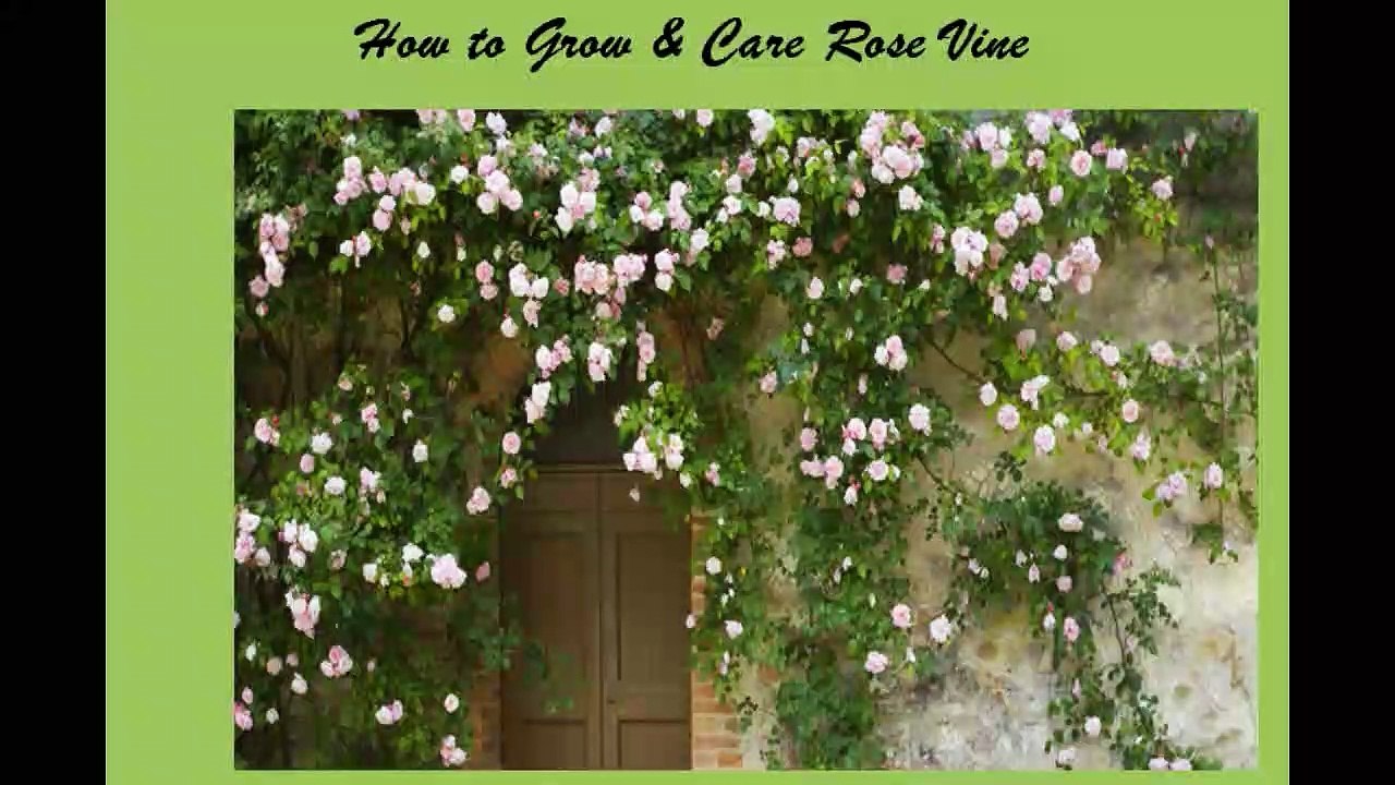 How to Grow and Care Rose vine in a Pot | Bansiya ya Ghulab ki Bail gher maiy kaisay ugai jaay in (Urdu/Hindi)