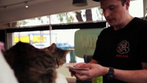 Magician Does Magic Tricks For Cats