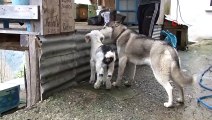 Sibirya kurdu ile yavru keçinin dostluğu