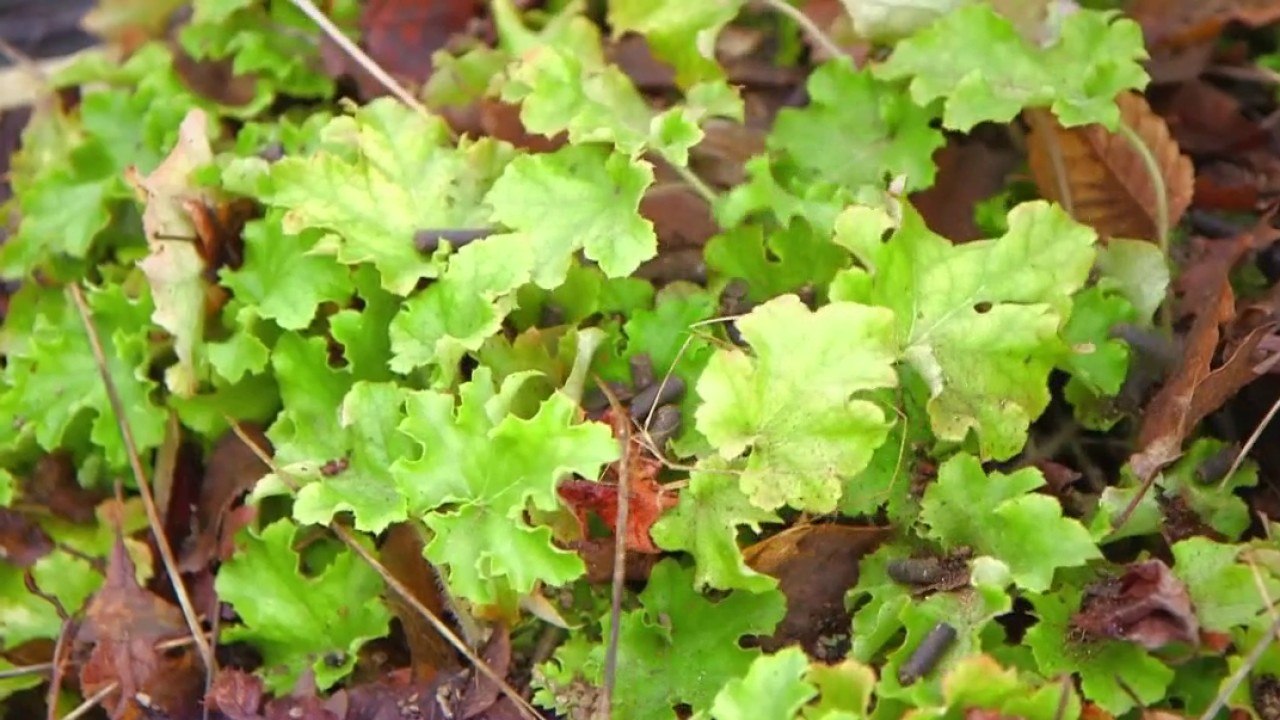 Jardin - Engrais au naturel