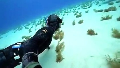 Ce plongeur fait un bisou.. à un requin de 3m de long !