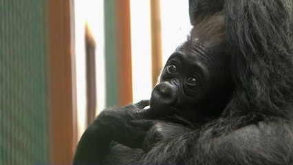 Faune - Carnet rose chez les gorilles