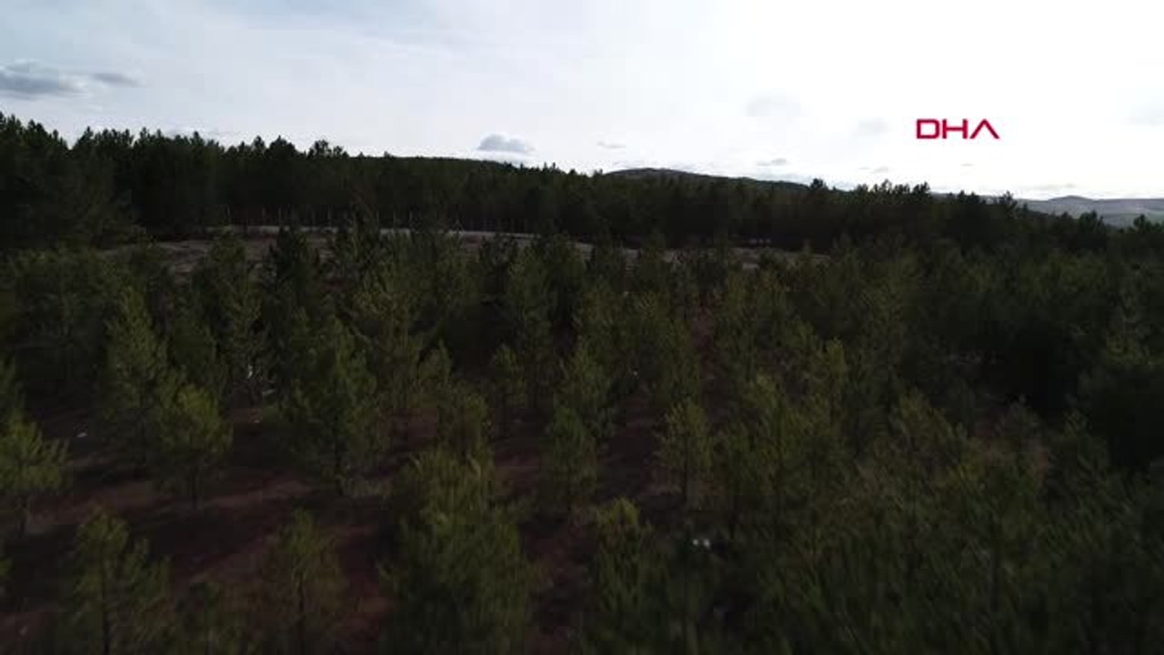 Sivas Çevreci Rektör, Doğum Günü Hediyesi Olarak Fidan Diktiriyor