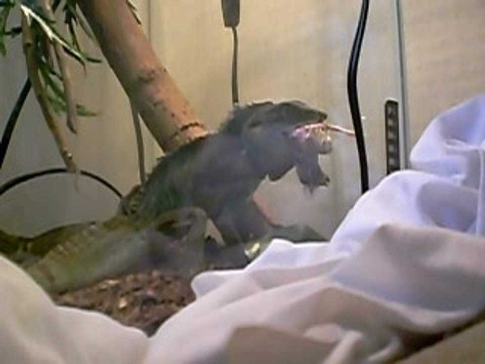Poor baby bird