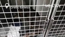 Paralyzed Dog In Cage Ready To Put To Sleep | Dog Rescue Stories