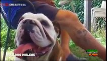 PARLANDO DI BULLDOG INGLESE