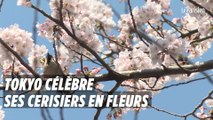 Tokyo célèbre ses cerisiers en fleurs