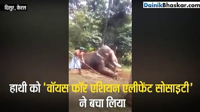 वायरल हो रहा हाथी की पिटाई का वीडियो