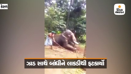 હાથીને ઝાડ સાથે બાંધીને મહાવતોએ ગુજાર્યો અત્યાચાર, લોકોએ મચાવ્યો ઊહાપોહ