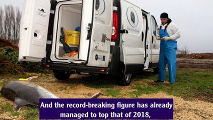 1,100 dead dolphins reportedly discovered on French coast this year