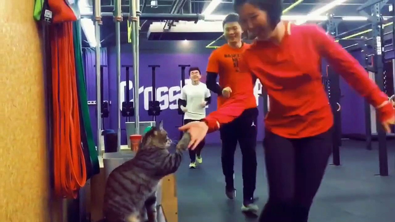 Friendly cat gives high fives to gym-goers