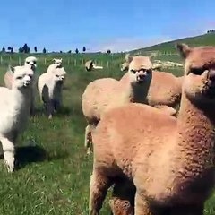 De magnifiques alpagas défilent devant la camera. Trop chou !