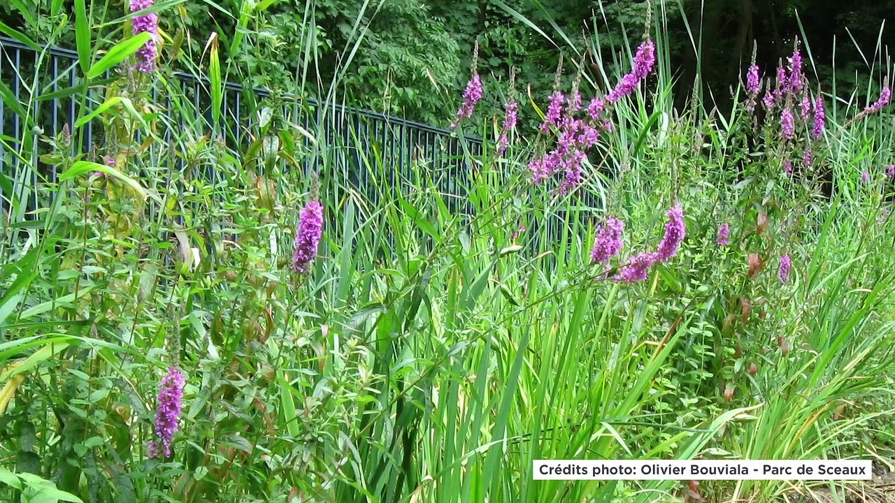 Journée d'étude Rendez-vous aux jardins 2019