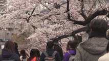 Las calles de Tokio se llenan para celebrar la plena floración de los cerezos