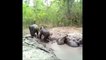 Six éléphanteaux, coincés dans une mare de boue, ont été sauvés en Thaïlande