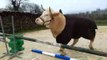 Aston, le taureau qui fait du saut dobstacles (Meuse)
