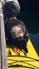 Sea Otter Relaxes in a Kayak
